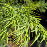 Fern Pine - Podocarpus gracilior - C&J Gardening Center