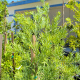 Fern Pine - Podocarpus gracilior - C&J Gardening Center