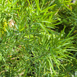 Fern Pine - Podocarpus gracilior - C&J Gardening Center
