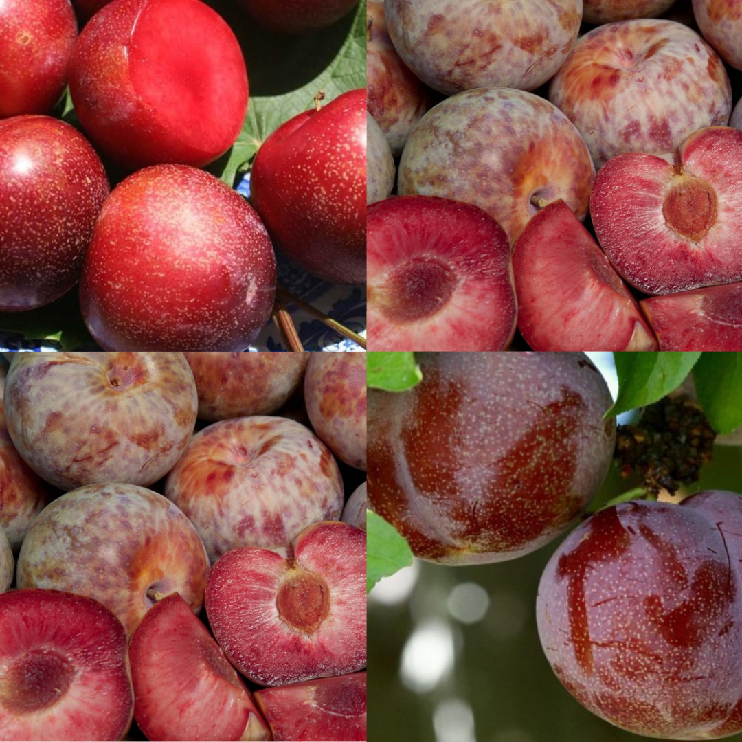 3-in-1 Pluot Tree | C&J Gardening Center
