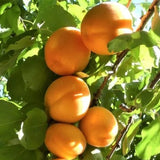 Flavor Delight Aprium - C&J Gardening Center