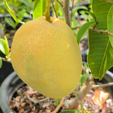Florigon Mango - C&J Gardening Center