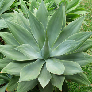 is the agave plant a succulent Fox Tail Agave