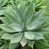 Fox Tail Agave - C&J Gardening Center