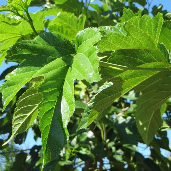 fertilizer for mulberry plants Fruitless Mulberry Tree General Tree - 5 Gallon ( 2