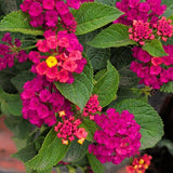 Fuchsia Pink Lantana