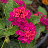 Fuchsia Pink Lantana