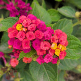 Fuchsia Pink Lantana