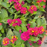 Fuchsia Pink Lantana