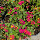 Fuchsia Pink Lantana