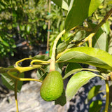 Fuerte Avocado - C&J Gardening Center