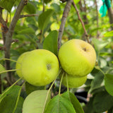 Fuji Apple - C&J Gardening Center