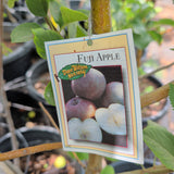 Fuji Apple - C&J Gardening Center