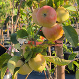 Fuji Apple - C&J Gardening Center