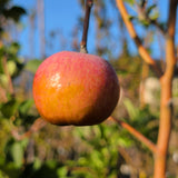 Fuji Apple - C&J Gardening Center