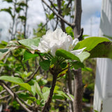 Fuji Apple - C&J Gardening Center