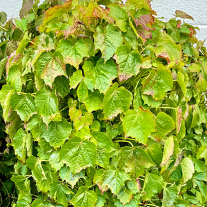 Boston Ivy Vine