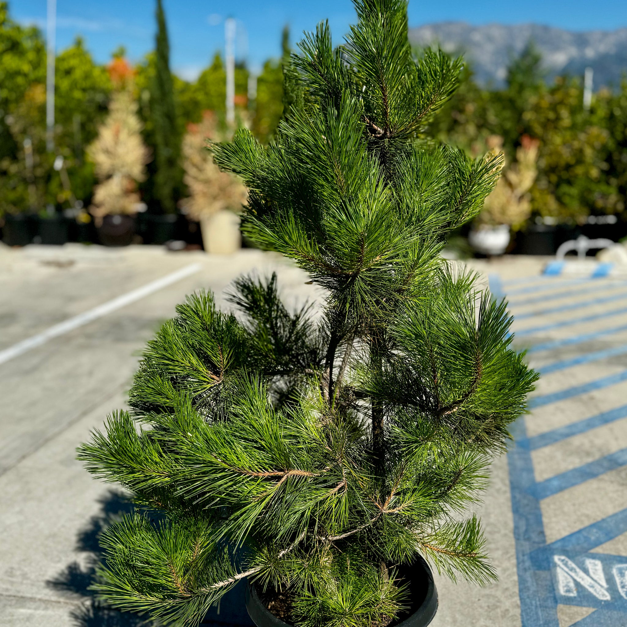 bonsai full size tree Japanese Black Pine General Tree