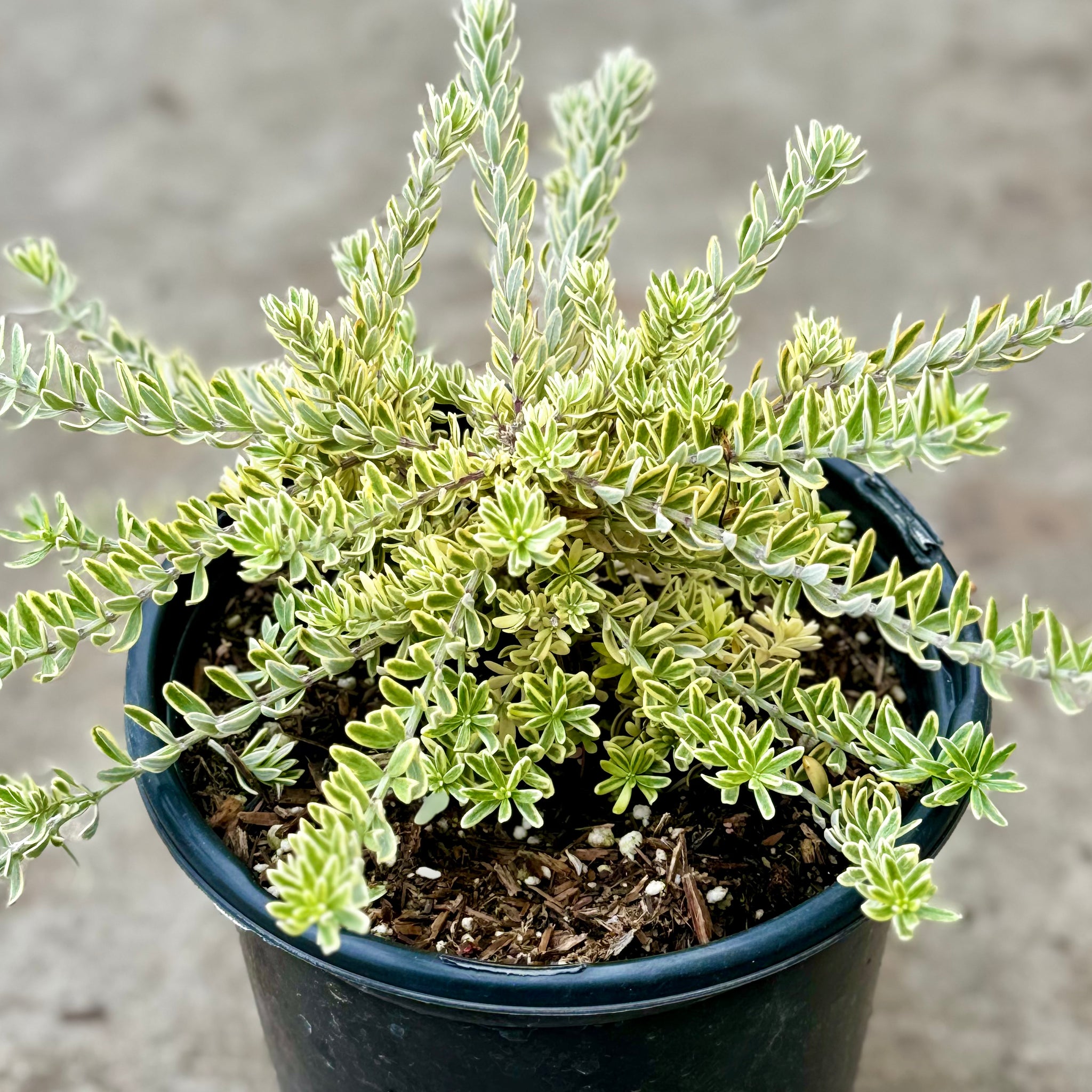 Variegated Australian Rosemary | C&J Gardening Center