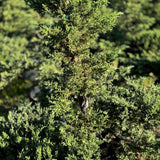 Japanese Garden Juniper Bonsai Tree