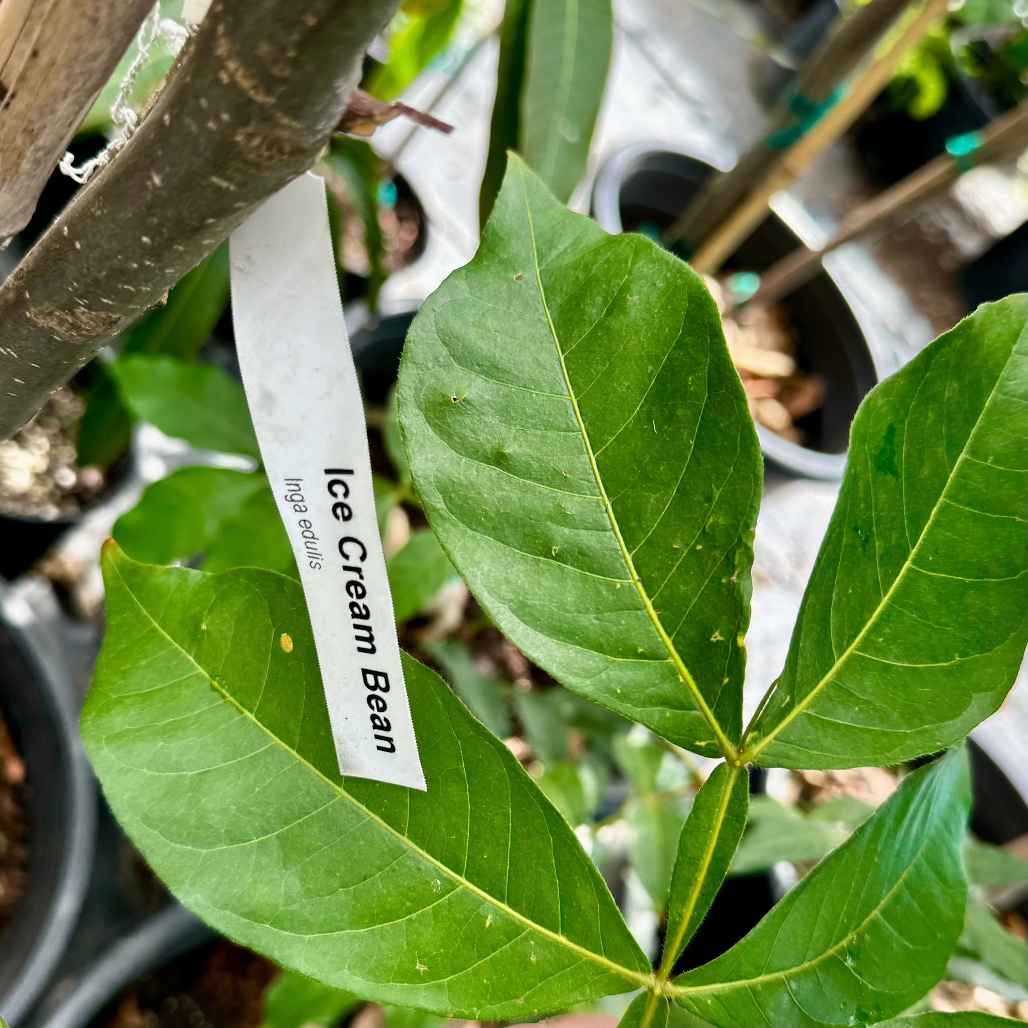 Ice Cream Bean Tree Exotic Fruit Tree - 25 Gallon ( 6