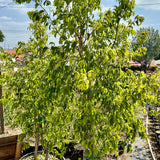 Weeping Fig - Ficus benjamina