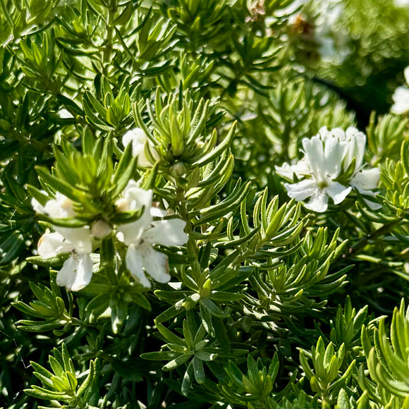 Low Horizon Westringia