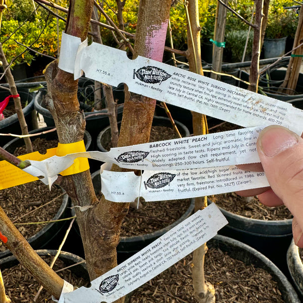 4-in-1  Peach Nectarine Tree
