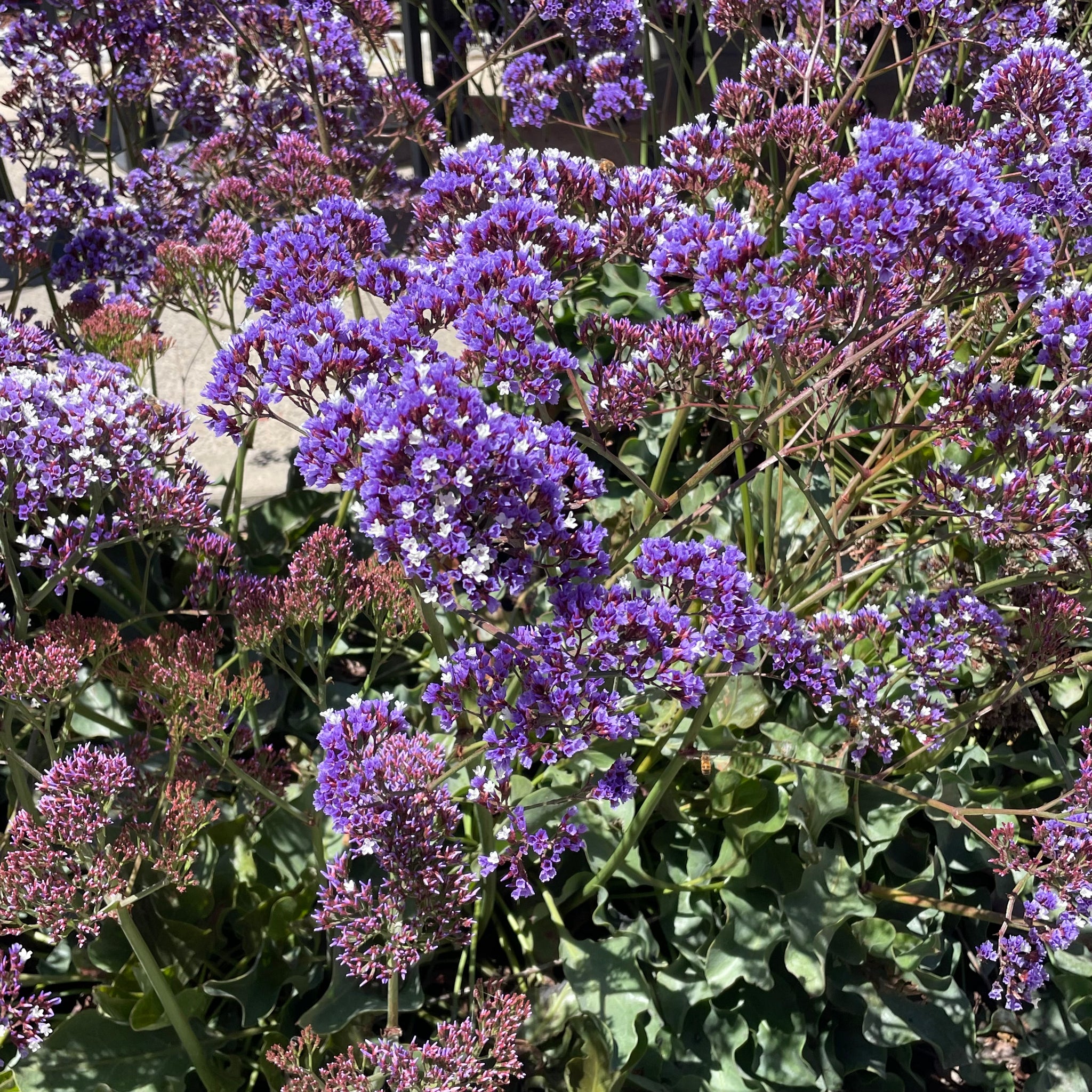 Sea Lavender | C&J Gardening Center