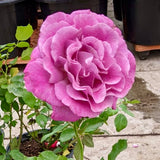 Heirloom Rose - C&J Gardening Center