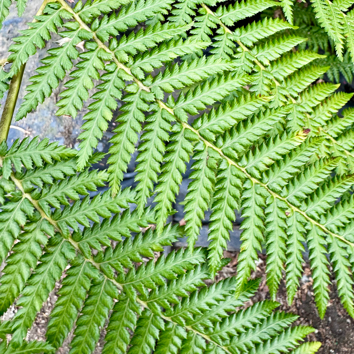 Fern Softscape Soft Tree Fern | C&J Gardening Center