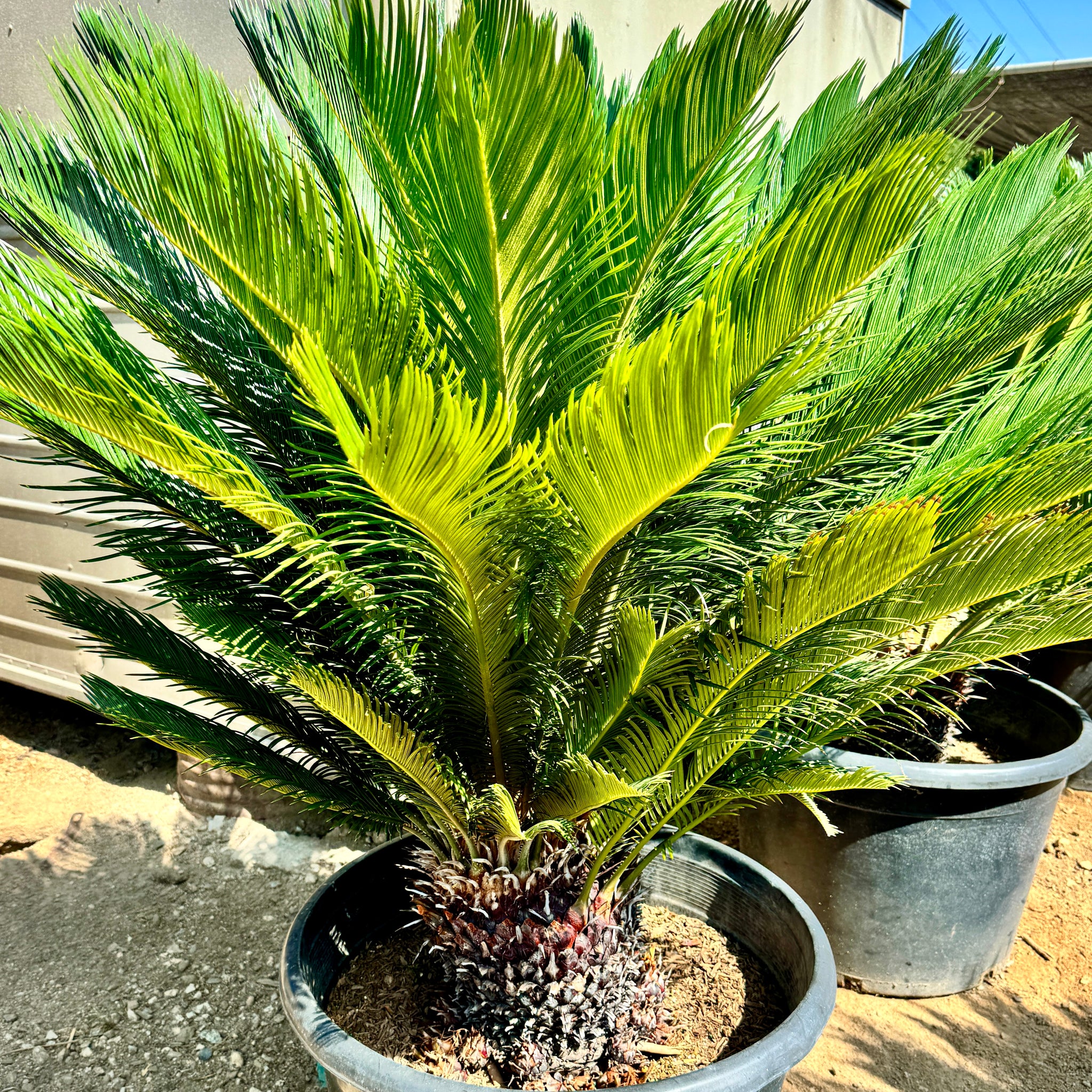 tall green sago palm plant Sago Palm Palm Tree