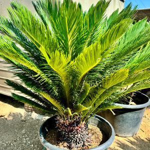 king sago palm plant Sago Palm Palm Tree