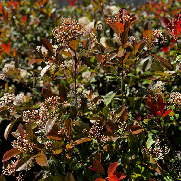 photinia lasiogyna Red-Leaf Photinia Hedge Shrub