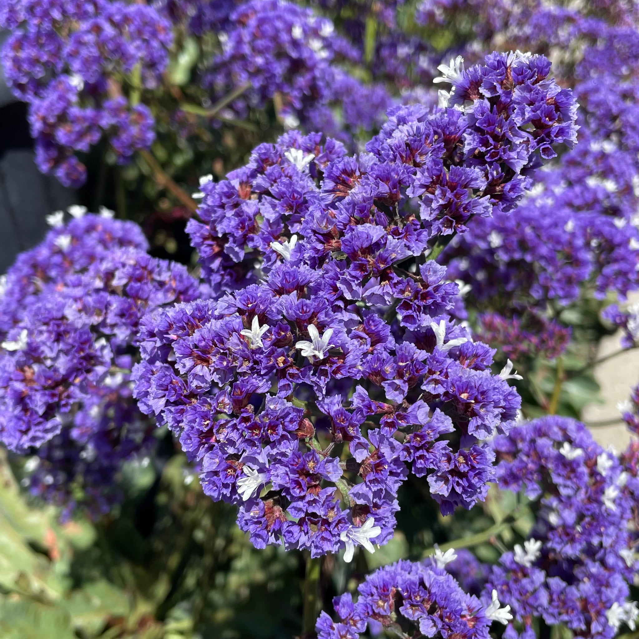 sea lavender flower Sea Lavender Flower Shrub