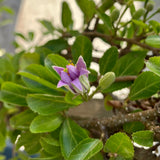 Lavender Star Flower