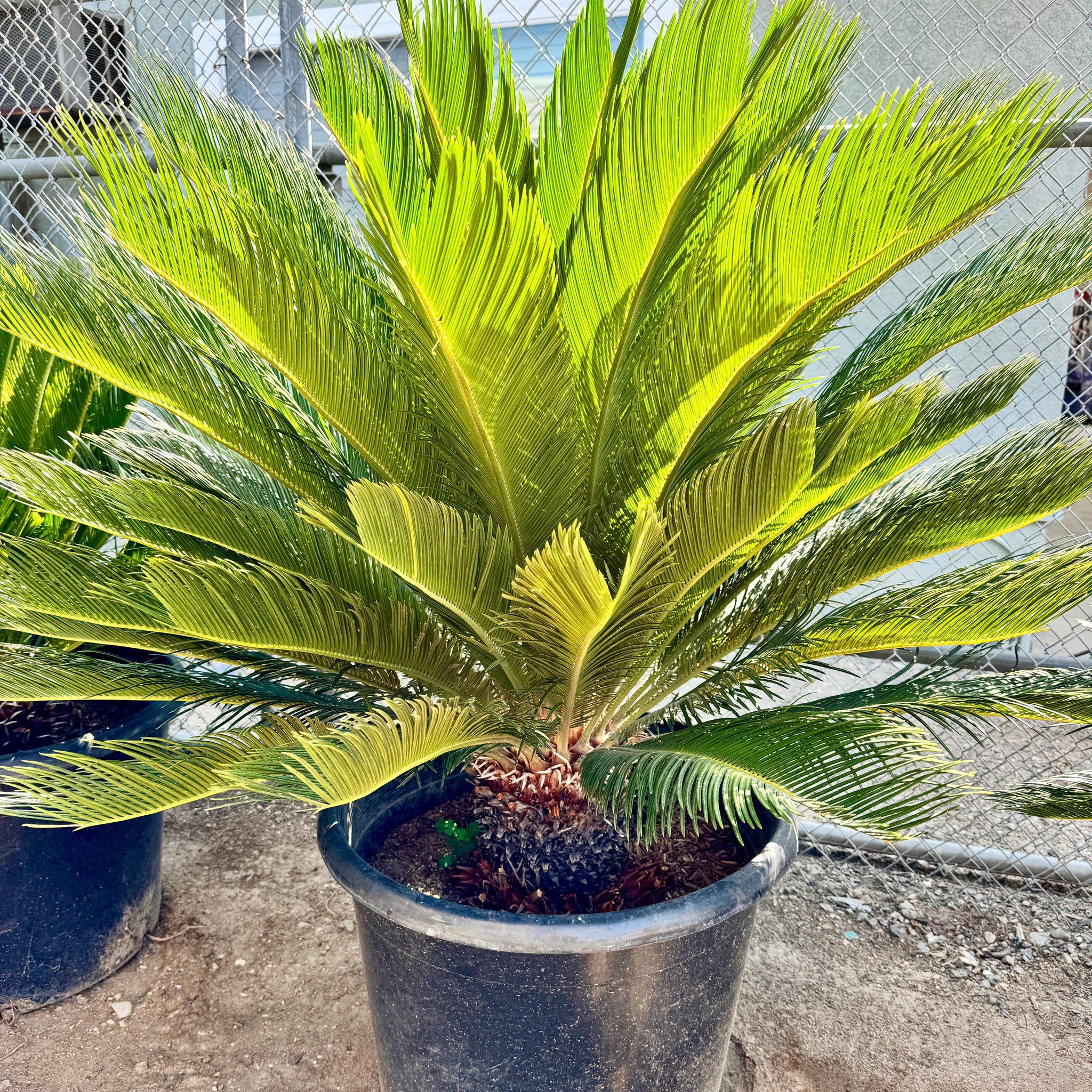 サゴ・パーム Sago Palm | C&J Gardening Center