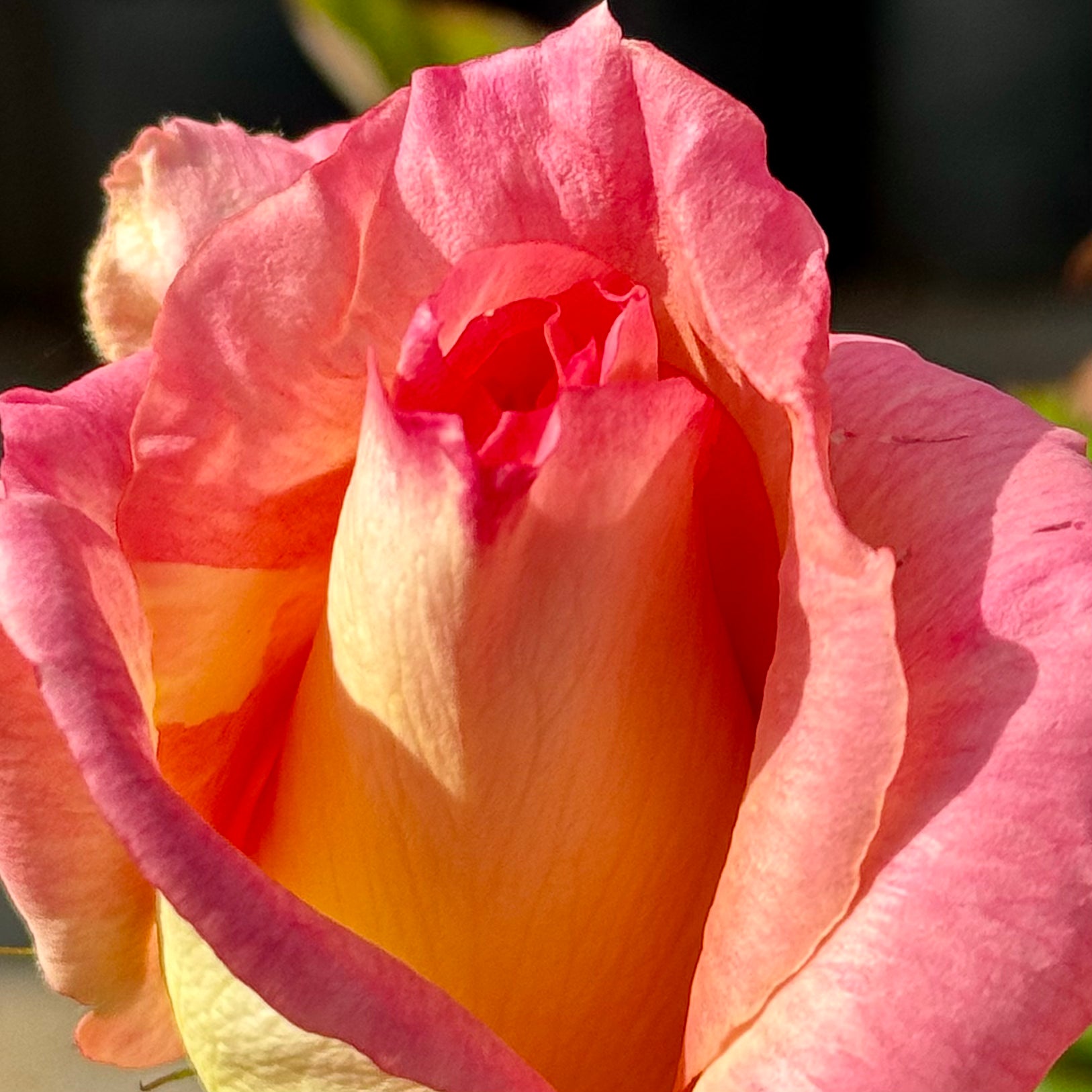 Lady Diana Rose | C&J Gardening Center