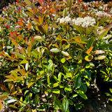 Red-Leaf Photinia