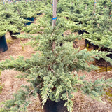 Prostrata Juniper Garden Bonsai Tree