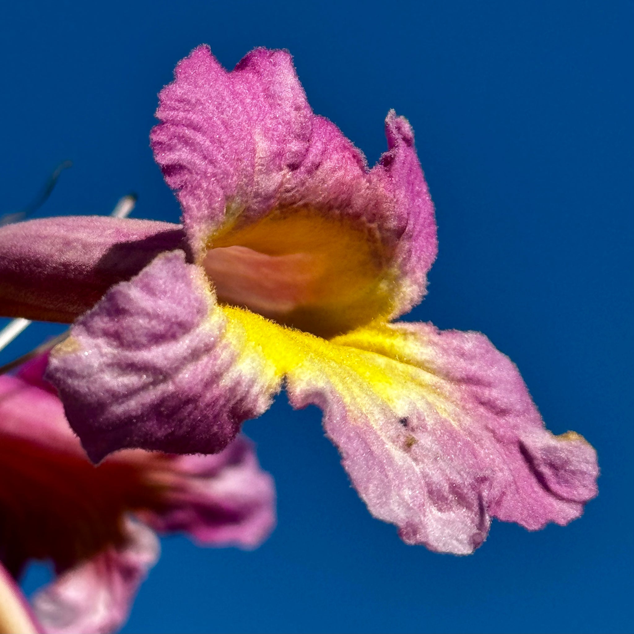 lavender tabebuia tree Lavender Trumpet Tree General Tree - 15 Gallon ( 5