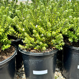 Gray Box Coast Rosemary