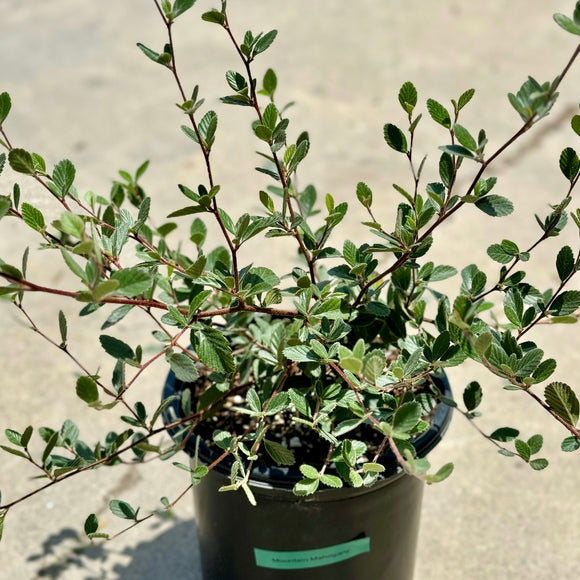 mahogany house plant Mountain Mahogany Flower Shrub