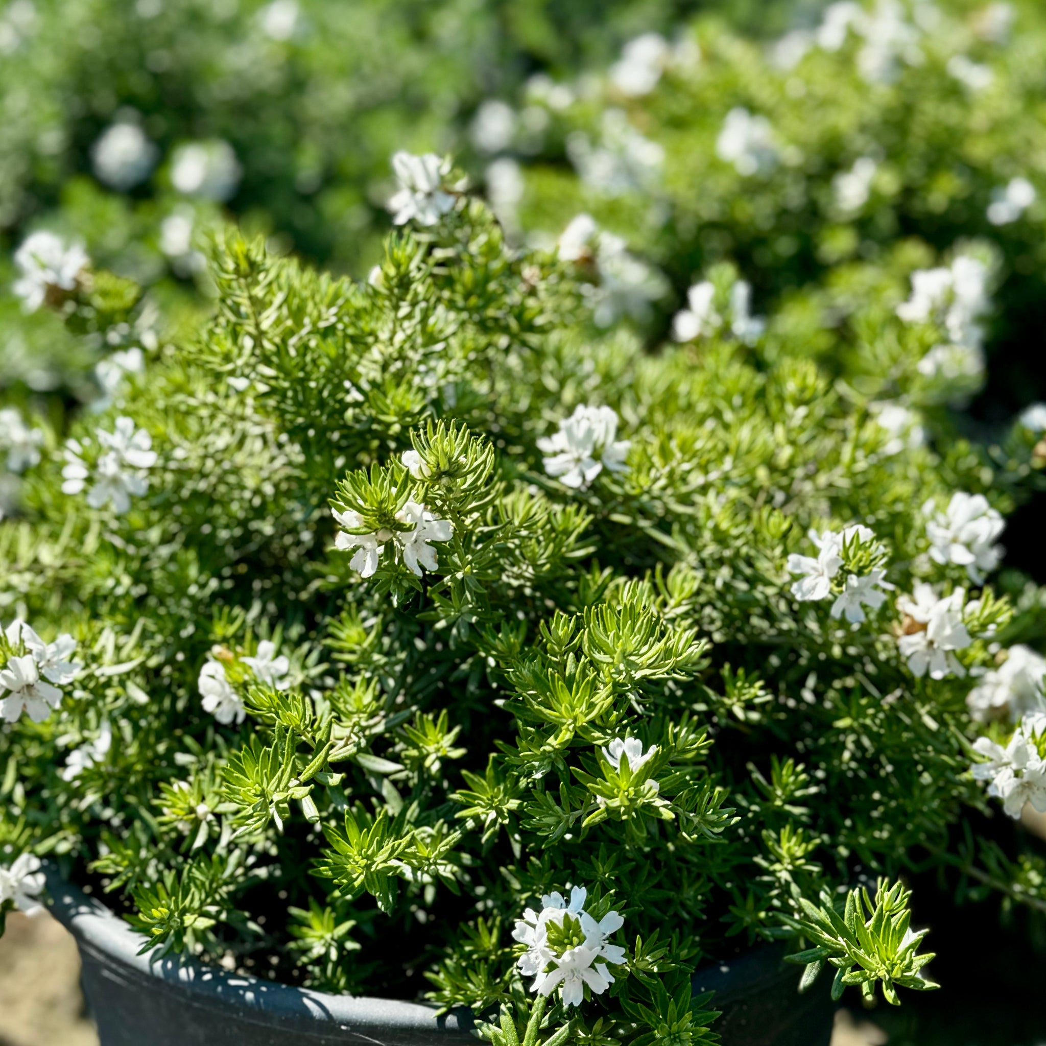 Low Horizon Westringia | C&J Gardening Center