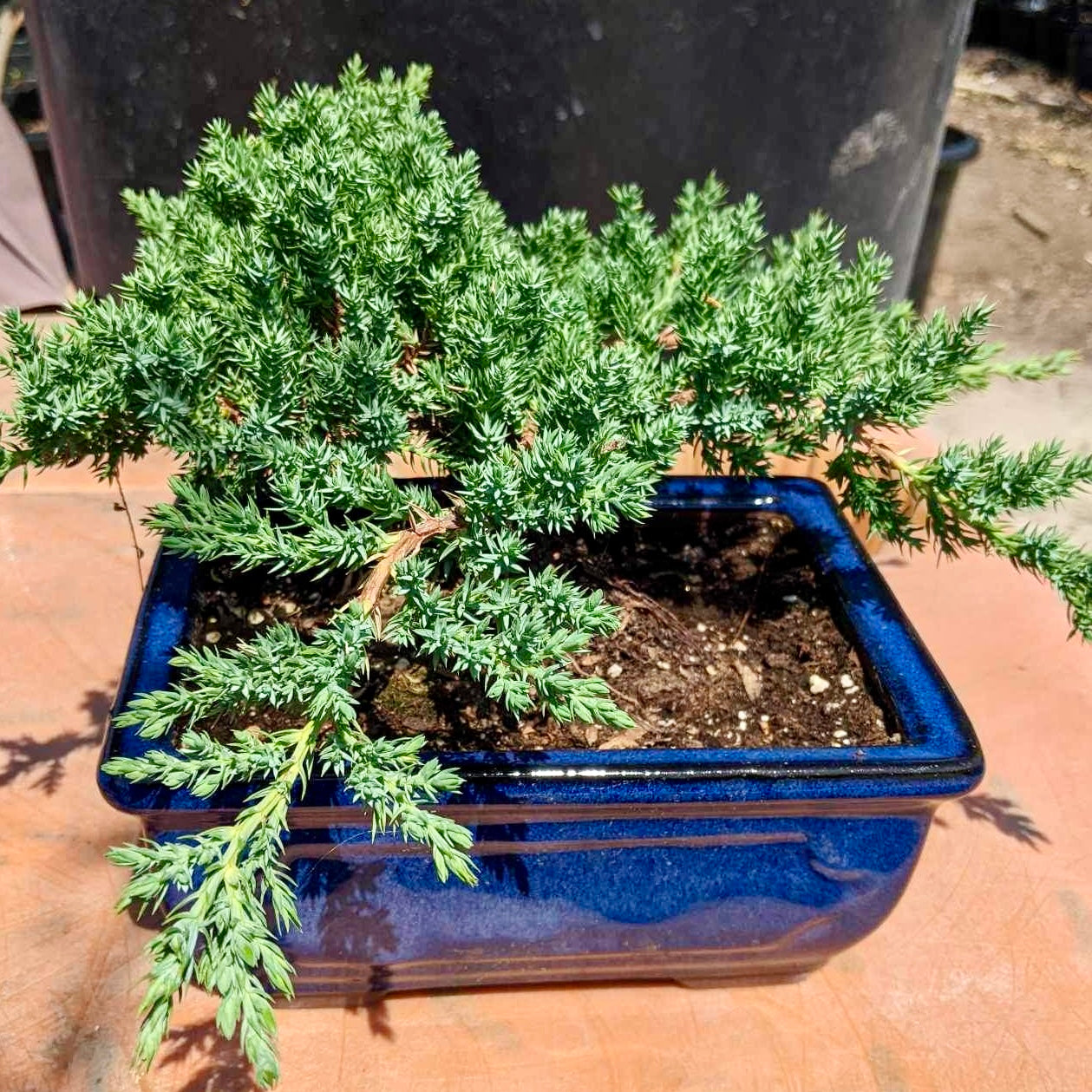 blue juniper bonsai tree Dwarf Juniper Bonsai Tree General Tree
