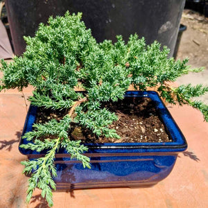 Dwarf Juniper Bonsai Tree