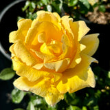 Oregold Yellow Rose Tree