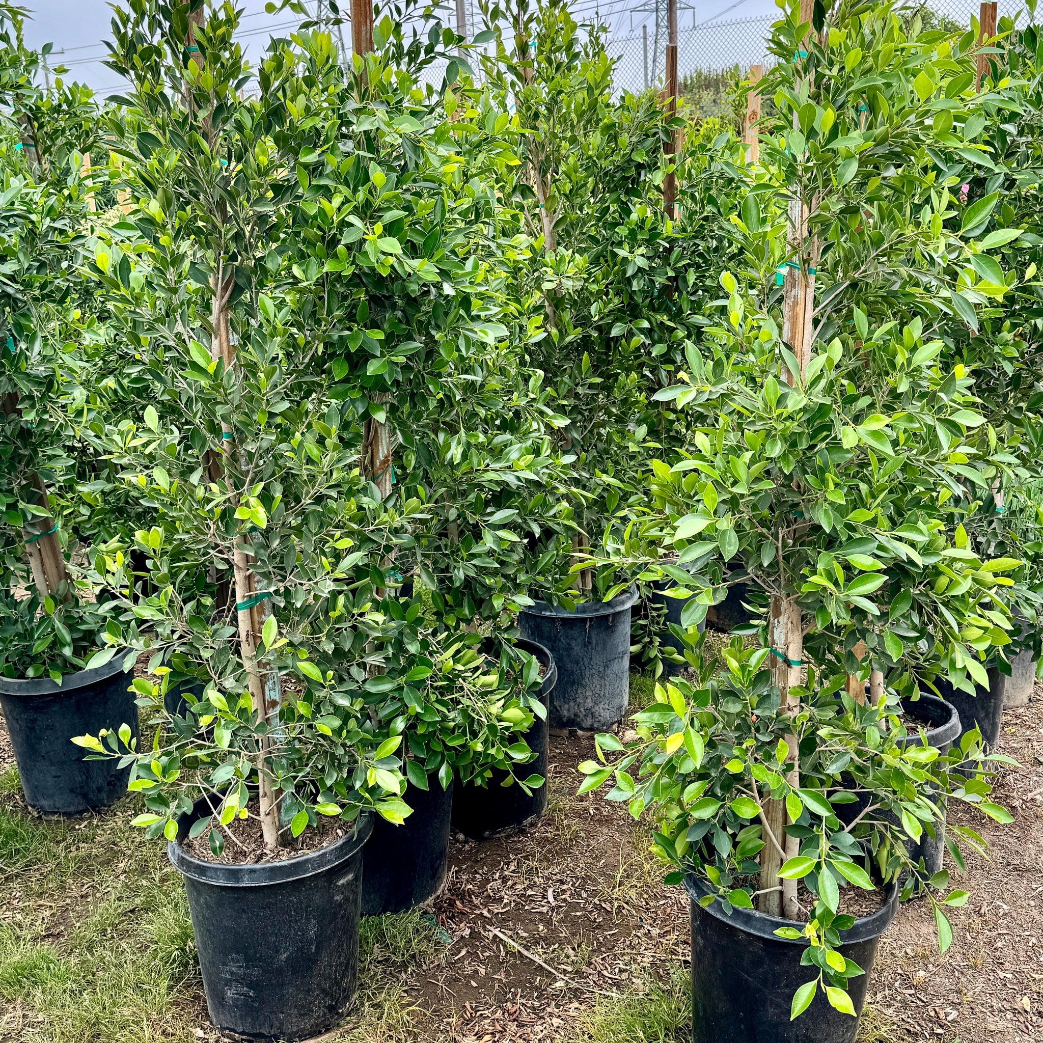 indian laurel house plant Ficus Indian Laurel General Tree - 25 Gallon ( 7