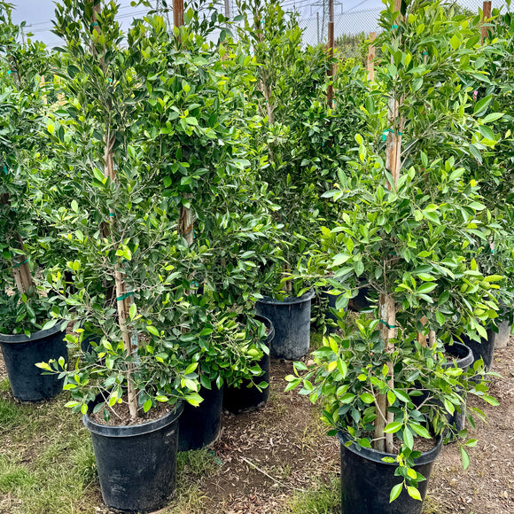 Indian Laurel Columns - Ficus nitida