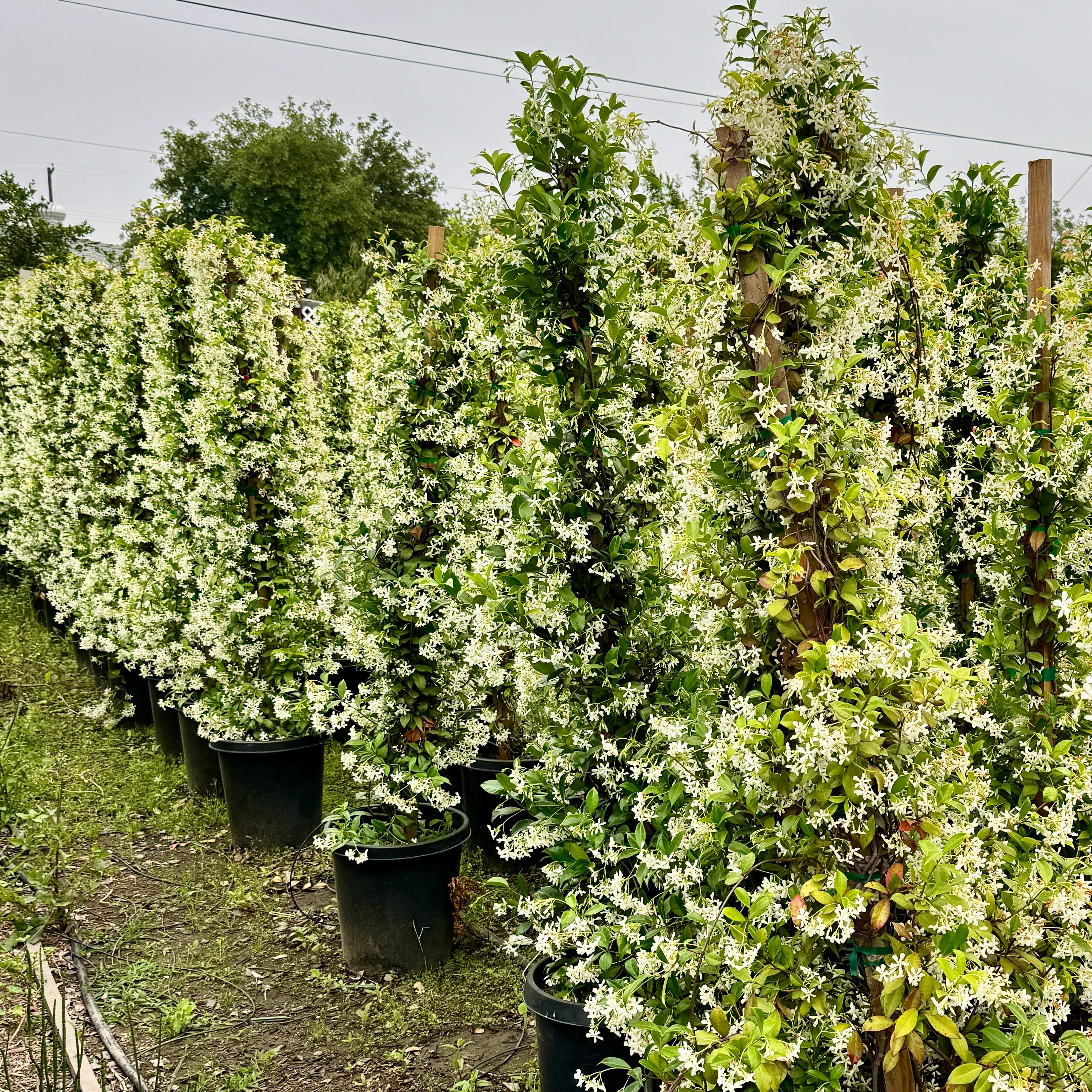alder & oak star jasmine potted plant Star Jasmine Vine